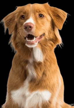 Happy Dog