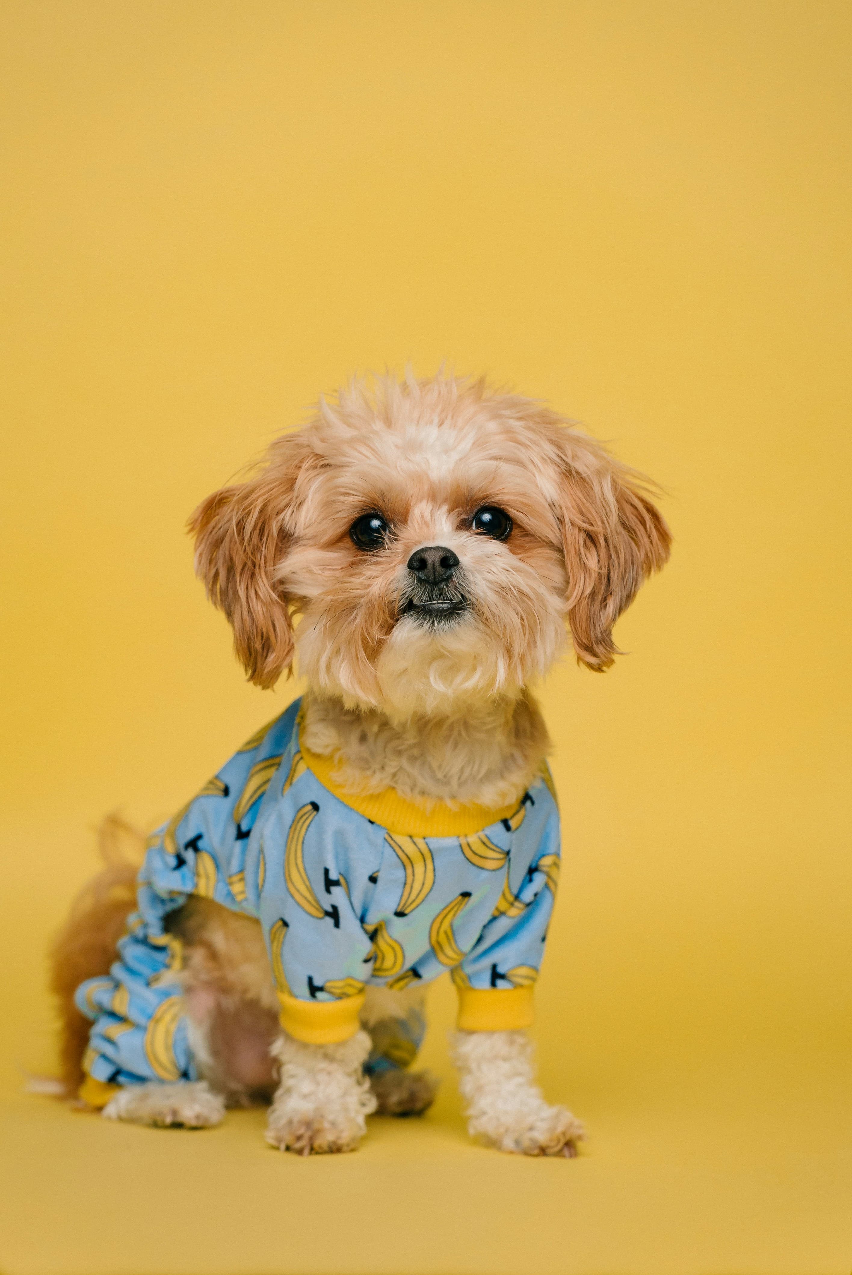 Happy dog being cared for