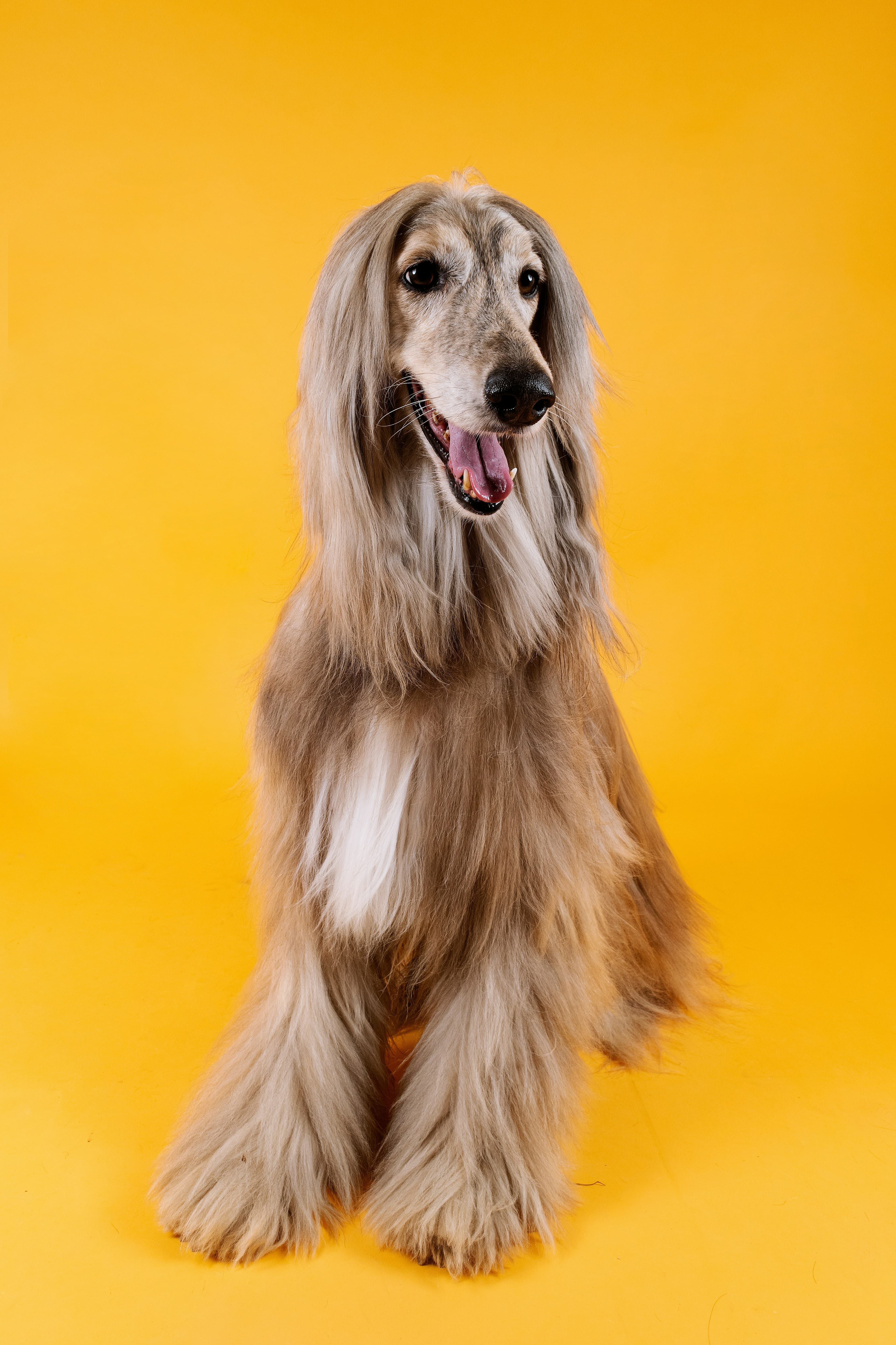 Stress-Free Vet Care