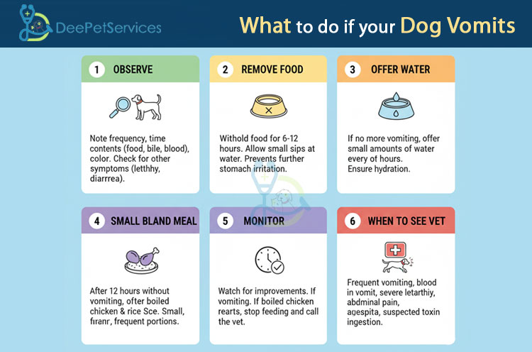 what to do if your dog vomits infogrpahic – step by step guide what to do if your dog vomits infogrpahic – step by step guide