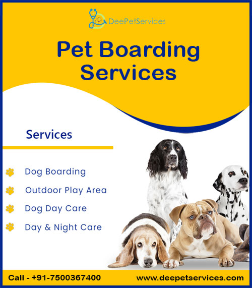 Cat Boarding Cat Only Veterinary Clinic Near Me Boarding Kennels